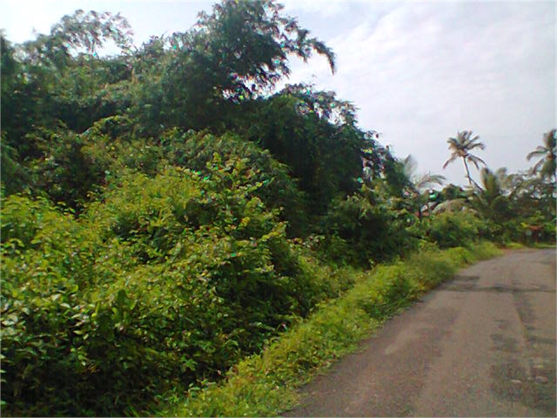 Land For Sale In Goa Near Beach Land For Sale In Goa Near Beach