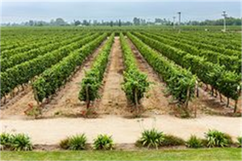 Residential Plot / Land for sale in S.Kota Vishakhapatnam 1000 Sqyrd