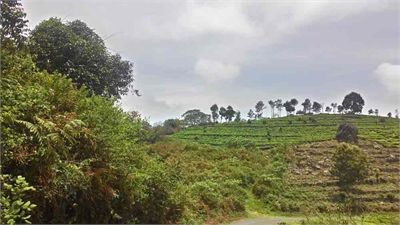 Agricultural Land / Farm Land For Sale in Thabbacombai, Ooty