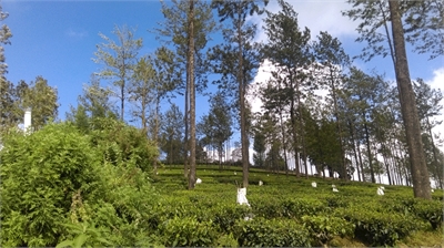 2 BHK, Residential House For Sale in Kotagiri, Ooty