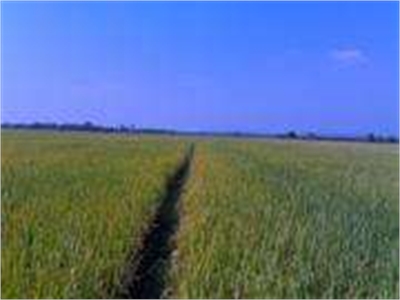 Agricultural Land / Farm Land For Sale in Parvathipuram, Vizianagaram