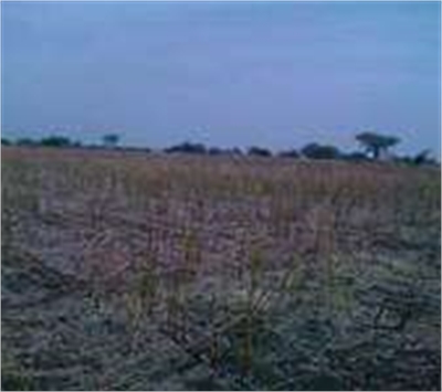 Agricultural Land / Farm Land For Sale in Near sedam, Gulbarga